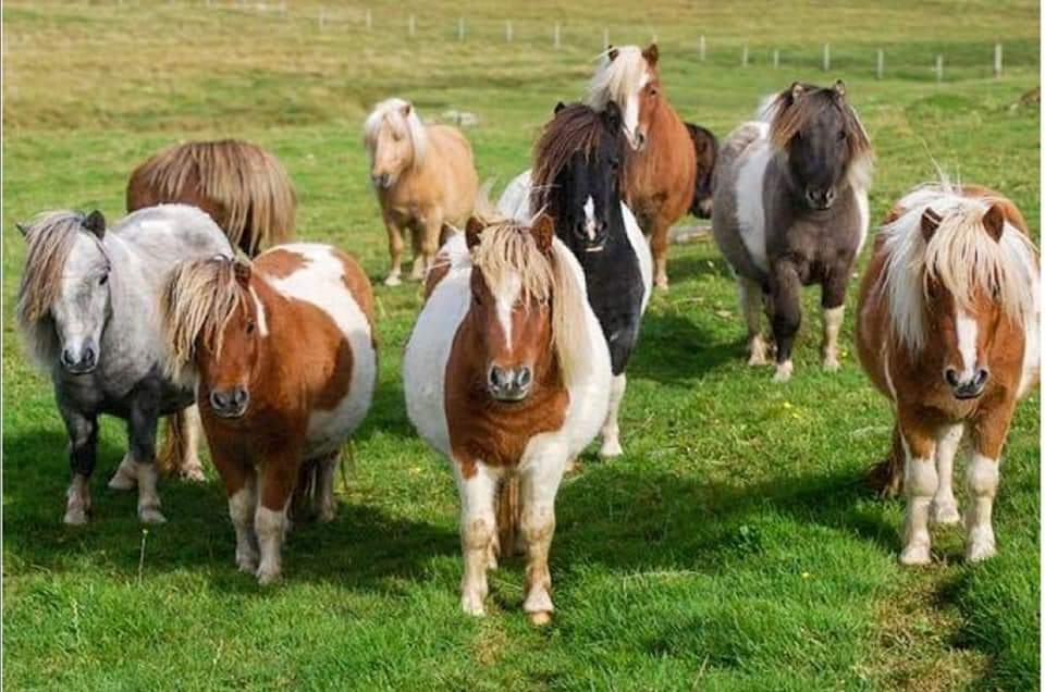 Shetland Pony Midilli At