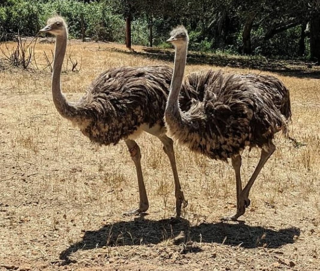 2 Aylık Devekuşu Civcivi